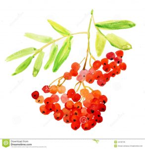 A picture of some rowan berries, they're an orangy red colour and are attached to a yellowy greeny stalk and leaves. The leaves are fairly thin and long, with a distinct point at their end. 