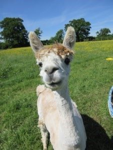 A white Alpaca looking directly into the camera 