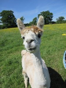 A white Alpaca looking directly into the camera