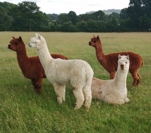 4 Alpacas, two white two brown relaxing in a field, one of them is led down.