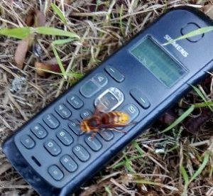 One of the Hornets crawling around on a wireless home phone. 