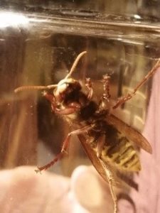 One of the Hornets we captured, crawling around the inside of a glass jar