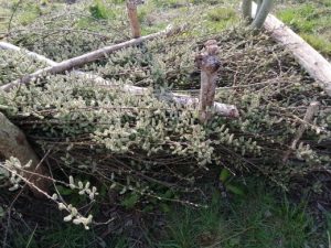 Photo of a small willow hedge that has recently been used to test out our hedge laying skills