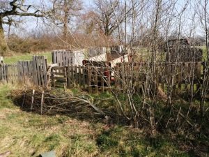 A before photo showcasing how sparse and thin the hedge was before the hedge laying (see previous photo)