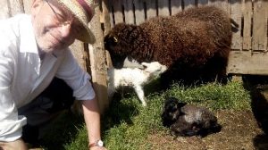 A pair of new lambs with their proud mother.