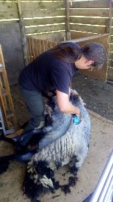 A sheep getting sheared 