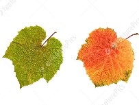 On the left there is a green leaf, and on the right there is a orange leaf. Both have their top sides facing the camera, and still have part of their stem attached. The sort of leaves you'd expect to find in autumn.