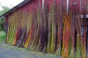 Some tied up bunches of basket willow, led up against the wall of a stereotypical American barn 