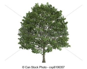 A stock image of a hornbeam tree. The tree has been cut out and placed on a solid white background.