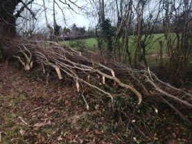 A hedge that is in the process of getting laid.