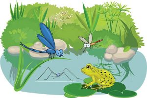 A semi realistic, but still comic like image of a dragon fly, a Frog, and some other critters, all of which are relaxing in a pond