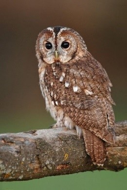 A beautiful brown owl perched on a tree branch, looking straight at the camera.