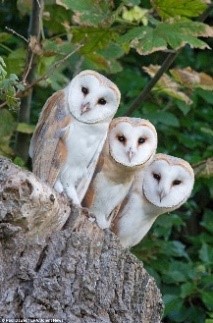 Three white owls peering around each other looking inquisitively at the camera